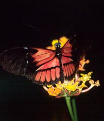 Schmetterlings-Galerie